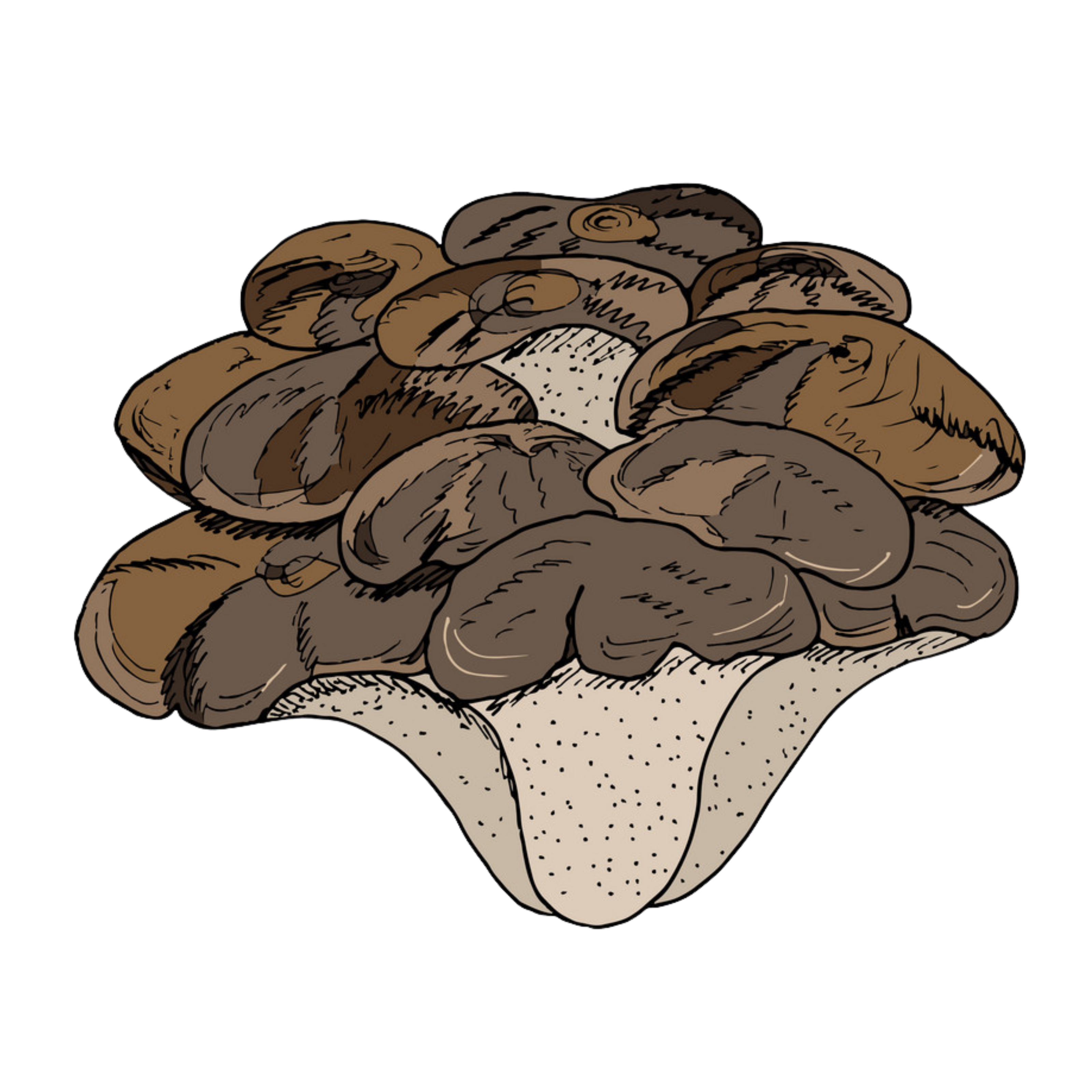 Maitake.png__PID:64afa59f-6c41-4500-9d26-df4887a1da85